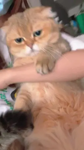 Cute #cat #cute #funny #catsofttiktok