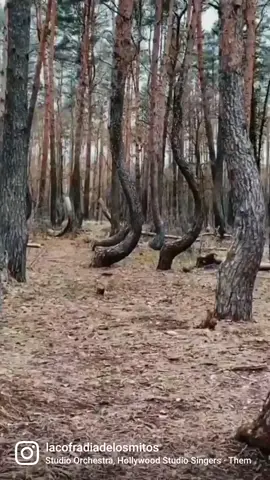 •El misterioso Bosque Torcido, en Polonia. Alrededor de 400 árboles crecieron con la misma forma que asemeja un anzuelo, todos apuntando hacia el norte. No se sabe muy bien por qué, algunos dicen que fue por causa humana, cuando fueron plantados en la época de los '30, o por causa natural, como una nevada muy fuerte. Más misterioso aún es que los árboles circundantes crecen normales, hacia arriba. Conocían este bosque, cofrades? ~video de @bokhev0n #polonia #bosquetorcido #crookedforest #arbolestorcidos #lacofradia #lacofradiadelosmitos #raro #paranormal 