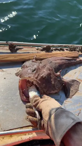Just got my glove! Close call 😅 #lobstertok #lobsterfishing #funny #😳 #oceanlife #oceancreatures #fishing #lobster #maine #207 #mainecheck #🦞 #fy #fyp #coolcatch #creepyfish #scaryfish #creepy 