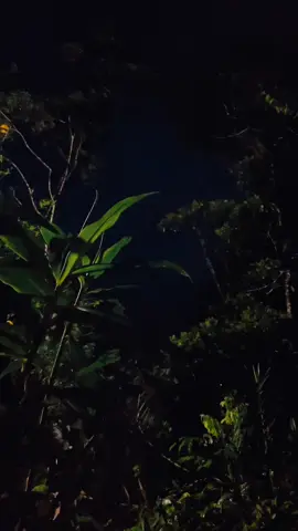 Jungle thunderstorm ⚡️ #thunder #lightning #thunderstorm #rain #jungle 