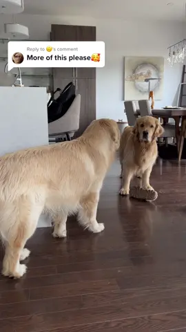 Replying to @🙃 Colin thinks he's a ninja 🥷 😆 #chase #dogsoftiktok