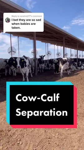 Replying to @sarahmj177 separating cows and calves has been recommended by experts since the early 1800s. Farmers are doing the best they know how. Experts are re-visiting these recommendations! #research #update #recommendation #cowcalf #cows #calves #cowcalfcontact #cowcalfseparation #handraised #bottleraisedbaby #bottlefeed #dairy #dairydoc #dairykind 