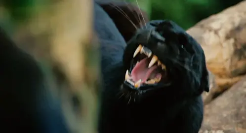 #apocalypto #movieclips #panther #jaguar #foryou