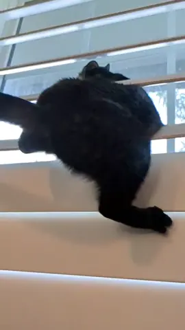 Window cat #catsoftiktok #mumble #funnycats 