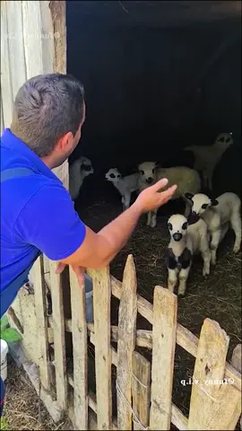 #funnyanimals 