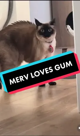 #mervthepet HEARS DAD CHEWING #GUM #WTF