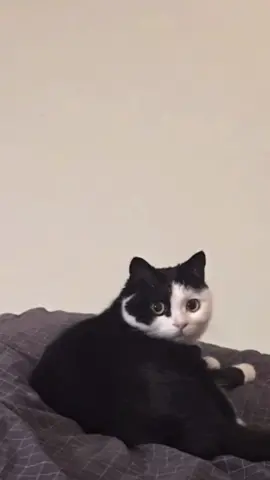 😆 #cat#catsoftiktok #cats #catslovers #猫#猫可愛い #猫のいる暮らし 