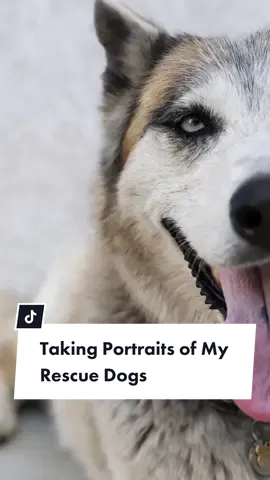 Their time with us is so short and I never want to forget them. #dogportrait #dogsofttiktok #petportrait 