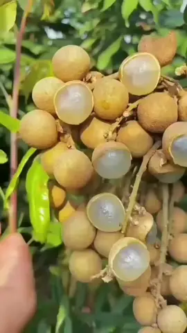 enak banget, ada yang suka juga sama buah ini? #panenbuah #panenkelengkeng #buahbuahan 
