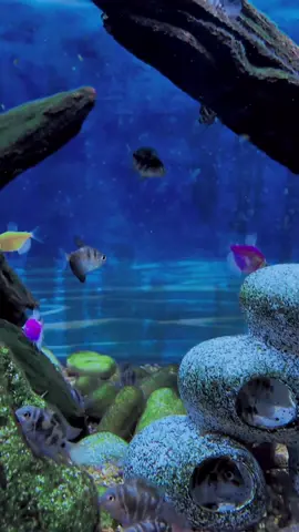 What’s a wonderful underwater world, makes you feel happiness.#underwater #aquarium #fish #lobster #decoration #aquariumcraft #fishtank