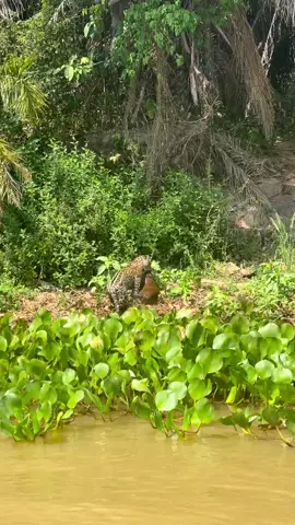 Onça-Pintada caçando Capivara no Pantanal! 🎥 Jaguar Ecological Reserve  #pantanal #wild #wildlife #onça #onçapintada #pantanaloficial #bigcatlover #pantanalnorte #pantanalsul #rio #river #wildlifephotography #wildtiktok #capivara #capybara #transpantaneira #jaguarecological #matogrosso #matogrossodosul #ms #mt #southamerica 