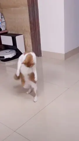 😂 #cat#catsoftiktok #cats #catslovers #猫#猫可愛い #猫のいる暮らし 