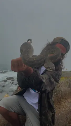 Northern Pacific Rattlesnake found on the beach on the way to see #rebelution . .. . .. . .. . .. . .. . .. . .. . #norpac #crote #goodvibes #pacific #rattlesnake #snake #crotalus #oreganus #venomous #venomoussnake #venomoussnakes #dangerous #herp #herping #visualsoflife #nature #wild #california #viper #pitviper #reptile #naturephotography #natgeo #iphonephotography #snakesoftiktok #wildlifephotography #venom #fieldherping #beach #ocean