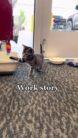 We named her Supra #fyp #storytime #catsoftiktok #catstory #kitten #kitty #lostcat #foryou #viral #foryoupage 