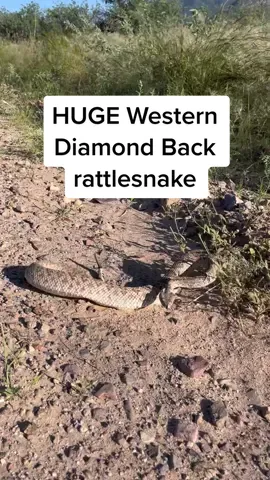 Replying to @1beachplayer I gotchu #rattlesnakes #deadly #wild #wildlife #nature #snakesoftiktok #az #uofa #adventure #desert 