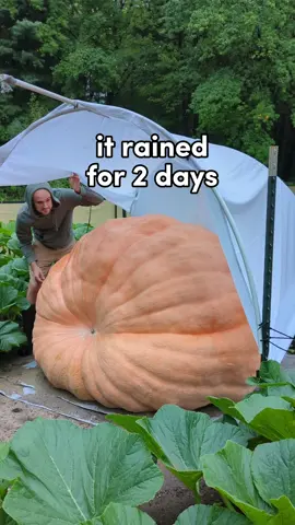 hopefully no growth surge 🎃📈 #giantpumpkin #gardening #plants #halloween #pumpkin #garden #plantsoftiktok #vegetables 