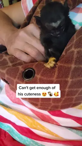 Cute Baby Monkey 🐒 🥰 #lifewithmonkey #redhandedtamarin #monkeymomma #babymonkeychallenge #cutebabymonkey #adorablemonkey #fingermonkeys @wynstan_izabella 