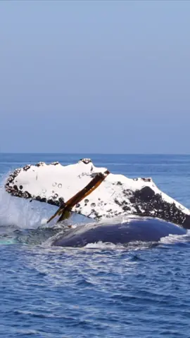 @oceanicexpeditions Sometimes whales like to play with kelp. We’re known for having some amazingly dense kelp forests here in Monterey. When the ocean gets rough, it becomes dislodged from the sea floor and floats further away from the coast.  Another fun fact: did you know that a Humpback whales pectoral fin is a third the overall length of their bodies? So this pec fin is about 17’ long! #seemonterey #whalewatching #whale #pec #fin #humpbackwhale #breach #jump #fly #low #lunges #wildlife #montereycalifornia #coast #cali #viralvideo #viraltiktok 