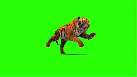 Green screen tiger #fyp #pfy #foryou #greenscreen #greenscreeneffect #greenscreenvideos #greenscreenvideo #greenscreenchallenge