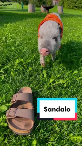 Se lo mangia il sandaloooo 😄🐷 #angolodiparadisofamily #pumbino #pumbainfluencer #minipig #maialino #pig #sandaloo #sandalo #sandaloooo 