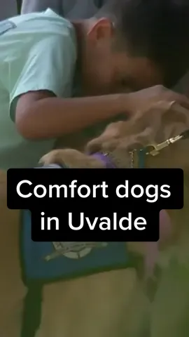 Comfort dogs greet Uvalde students on their first day of school since the mass shooting. #cnn #news