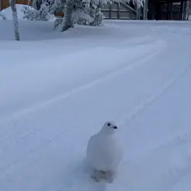 #wildlife #bird  #ptarmiganwillowgrouse #ptarmigan #willowgrouse #tiktok #fyp #fypシ