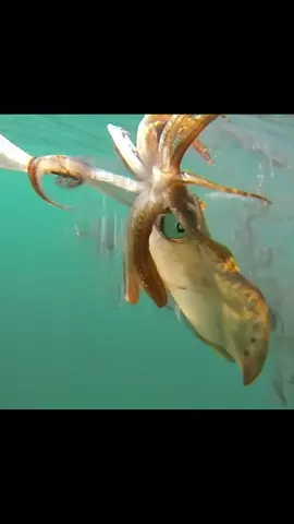 The hooking process of squid！#fishing #underwater