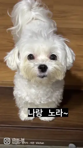 #언니야나랑놀아 #나랑놀아 #언니야 #말티즈 #댕댕이 #댕냥이 