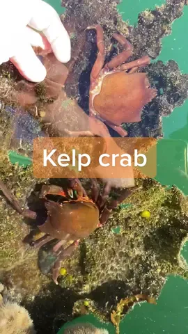 Have you ever had soft shell crab? #dockfouling #bellybiology #kelpcrab #crab #crabmolt #marinebiology #fyp