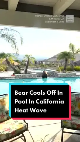 Bear Cools Off In Pool In California Heat Wave. #heat #wave #bear #animal #pool #swimming #nature #california #fyp #news #weather