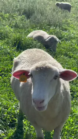 It’s lambing season!!!! The best season EVER!!!!!!!!!  #lambingseason #sheepfarmer #sheepfarm #farm #farmer #ag 