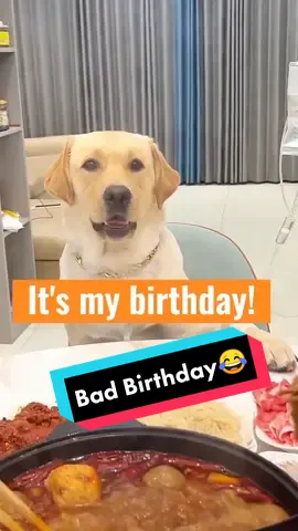 just can't eat on my birthday. #fyp #unfair #funny #dog #dogsoftiktok #birthday #unhappybirthday 