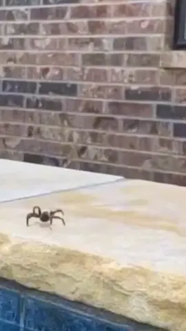 #spider #funny #pool #jumpscare