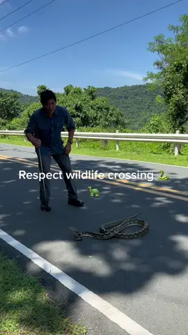 Please respect any wildlife that crosses the road. Our country doesn’t have wildlife corridors for them to cross safely to the other side of  road.  #borntobewild #wildlife #python #snake #reptile #respectwildlife #fyp #letthewildbewild #snakecrossing #snakestrike #wonderfulworld 