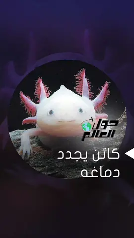 باحثون نمساويون يرصدون الطريقة التي يجدد بها أحد أنواع السمندل المائي خلايا دماغه ما قد يفتح الباب لتجديد الدماغ البشري #حول_العالم #محتوى #شغف_بالمعرفة 