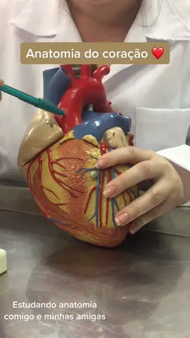 #vidadeestudante #estudantedefarmacia #anatomia ❤️