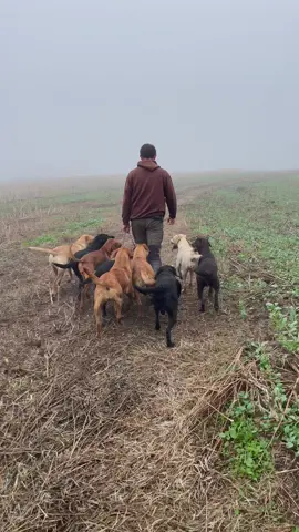 Amber isn’t sure what to do yet #labradorretriever #retrievers #chapelfarmdogfood #chocolatelab #foxredlab #yellowlab #blacklab #training #teampureflax #gundogtrainer  #slingleygundogs #pickingupteam #fielddoglife # #gundog #instavideo