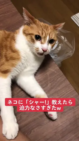 なんて可愛いんだ。　#猫　#猫のいる暮らし #catsoftiktok #cutecat
