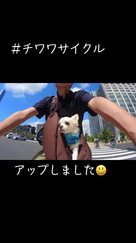 #チワワサイクル #保護犬を家族に #チワワのいる生活 #サイクリング 