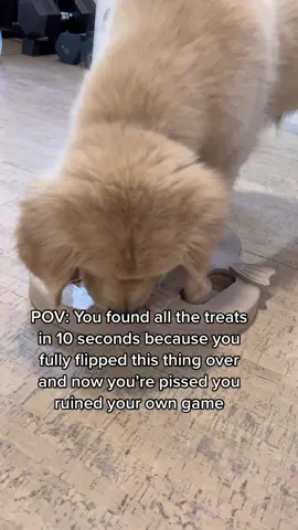 #goldenretrieverlife 