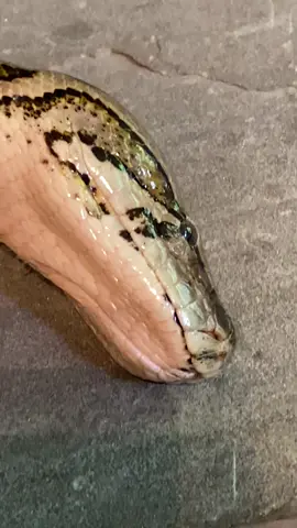 If you haven’t seen this before up close, check this out! When snakes are preparing to shed, they’ll rub their faces on rough surfaces to loosen the scales. Ginger, our Burmese Python, was doing this today so we wanted to show you! 🐍 #scalyadventures #ginger #burmesepython #snakeshed #snakeshedding #rickcurren #tanyacurren #reptiles #fyp #reptileshed #reptileshedding #scalyfriends #educationalentertainment #stemeducationforkids 