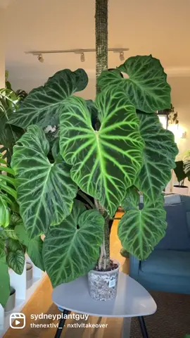 #philodendronverrucosum #planttiktok #indoorplants 