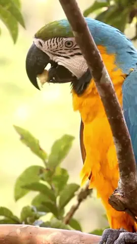 As bonitezas do Cerrado. #cerrado #natureza #biomas #ciencia #biologa #biodiversidade