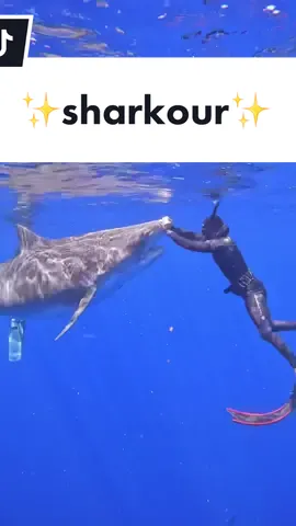 Sometimes it really feels like that 😅 #sharkour #sharkdiving #sharkdiver #hawaii #oahu #ocean #sharkdive