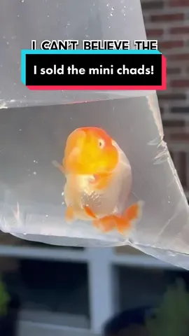 Enjoy your new home little ones! It was great seeing you grow up! #goldfish #aquarium #minichad #gigachad #goldfishbreeding 