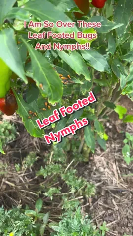 These leaf footed bugs and nymphs drive me crazy!! #ShowOffLandOFrost #nymphs #leaffootedbug #peppers #zone8b #gardening101 #gardentok #bugs #lisarn22 @lisa_rn_22 