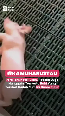 Perekam Ketakutan, Netizen Juga Nungguin, Ternyata Babi Yang Terlihat Sudah Mati Ini Cuma Tidur | Source: FB - jani.dblues via TikTok - antoni_tu90