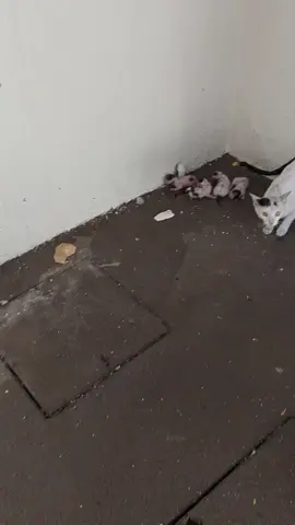 While doing a rounds tye school,I heard kitten crying and i saw mom cat stress how she will take them out of water.Mom is feisty need to trick her and i have to rescue the 4 kittens to dry them. #rescuecats #Love #rescue #uaecats #straycat #kittens #cats  #care #babies #catlover #feistycat 