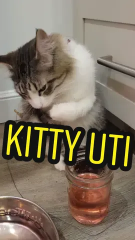 I discussed with the vet FIRST 👍 #uti #cranberryjuice #pet #urinarytractinfection 