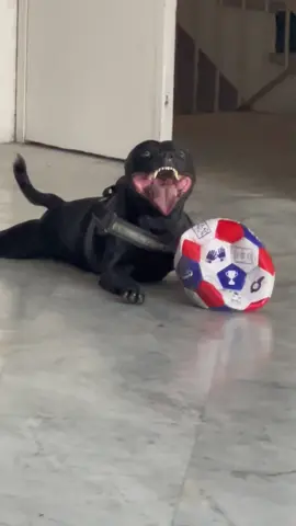 Tired dog =happy dog ❤️‍🔥🥰 #trending 